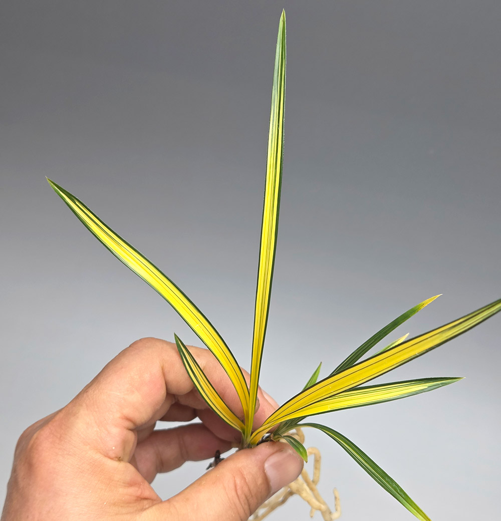 색감좋은 탄력받은 송?