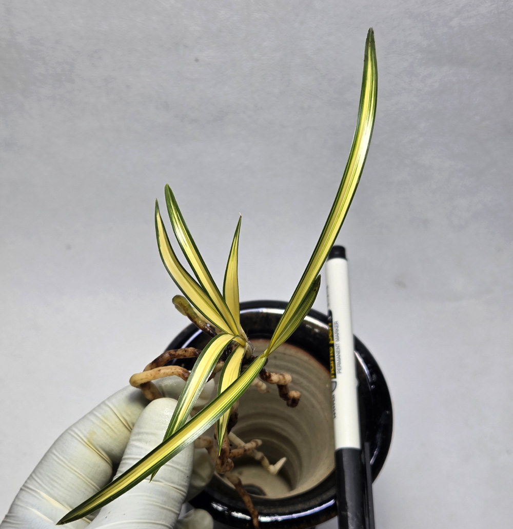 작지만 튼실한 종자목 ?