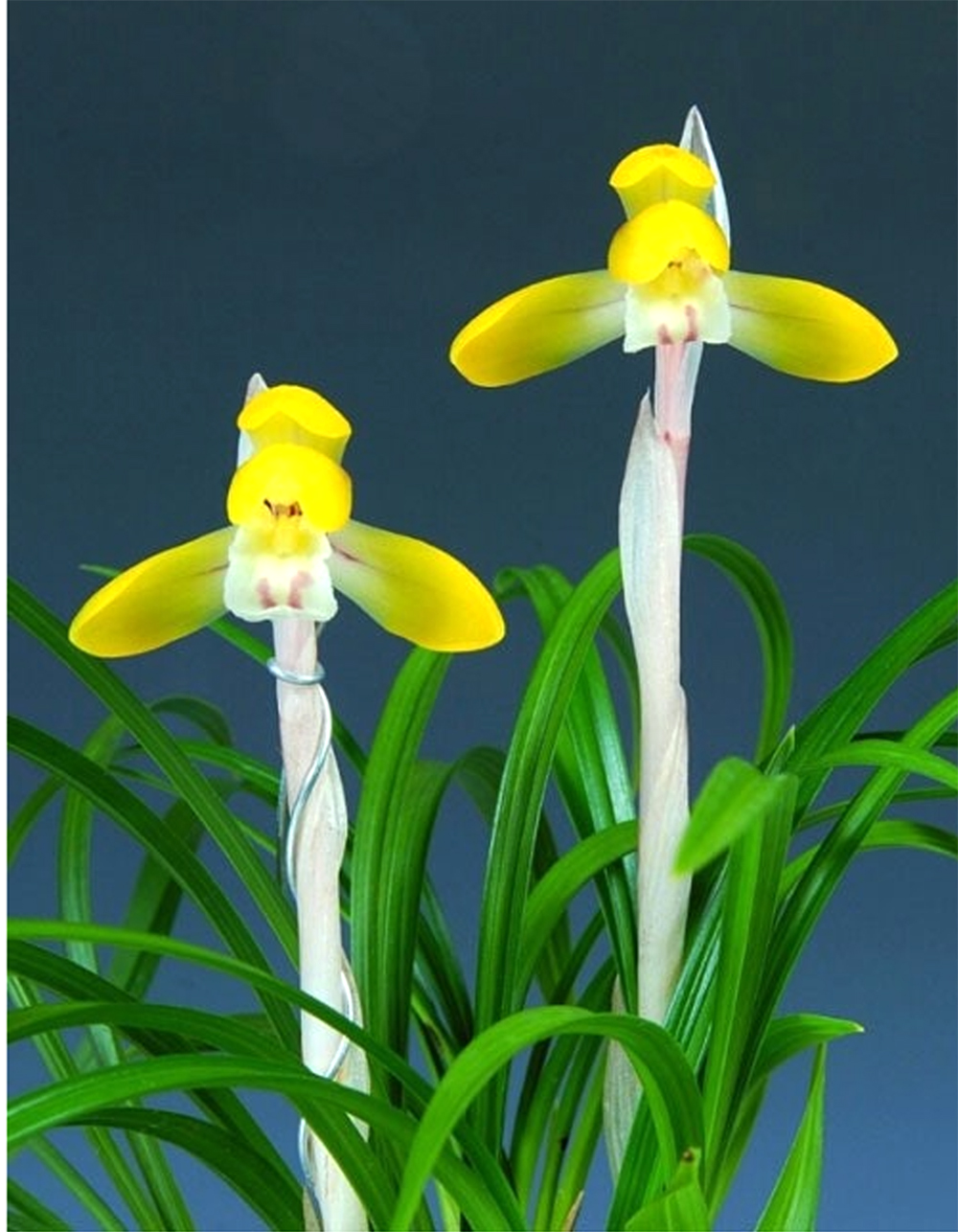 진성황화 미호 대주 12?