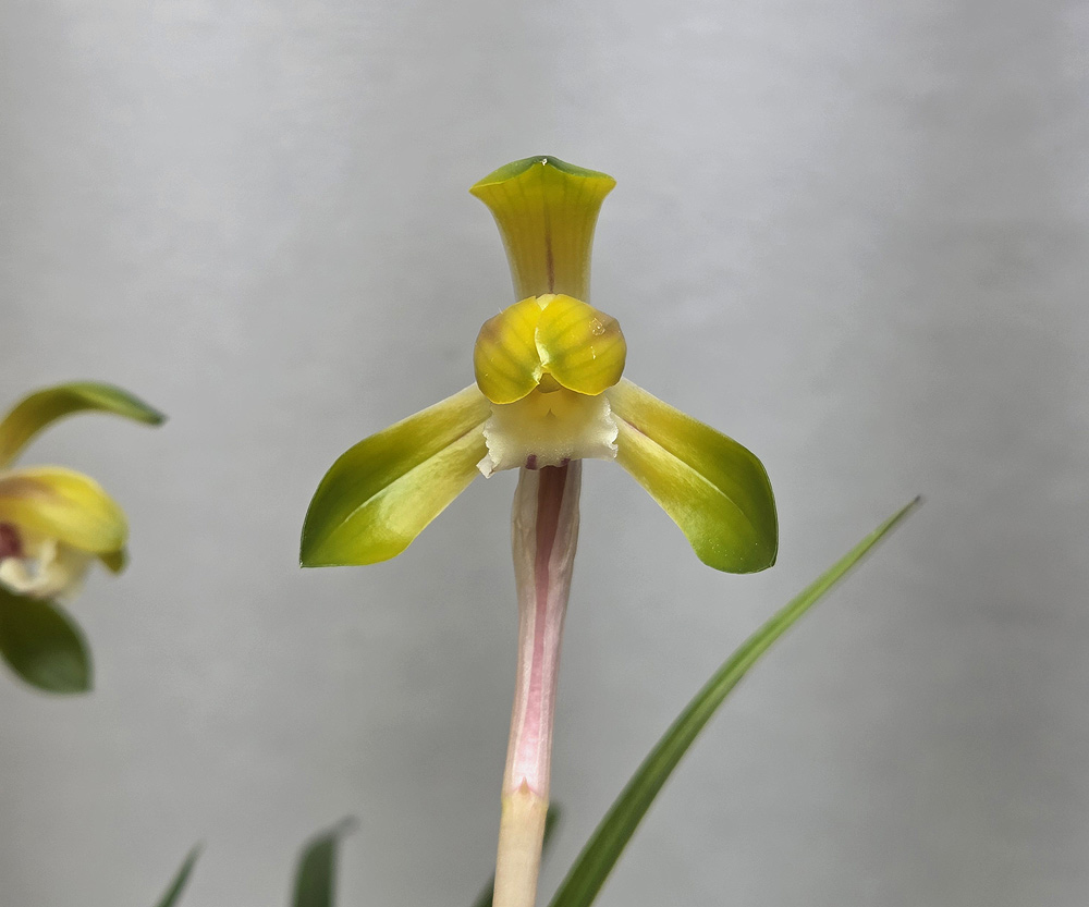 단정한 화형 황화 황금