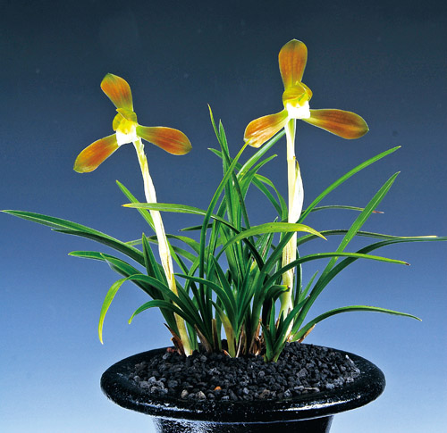 홍화소심 홍송 6촉