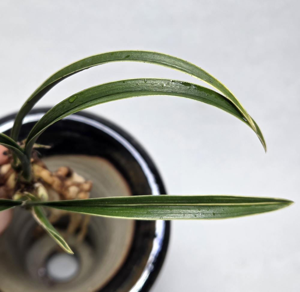 호선 들어있는 단엽복?