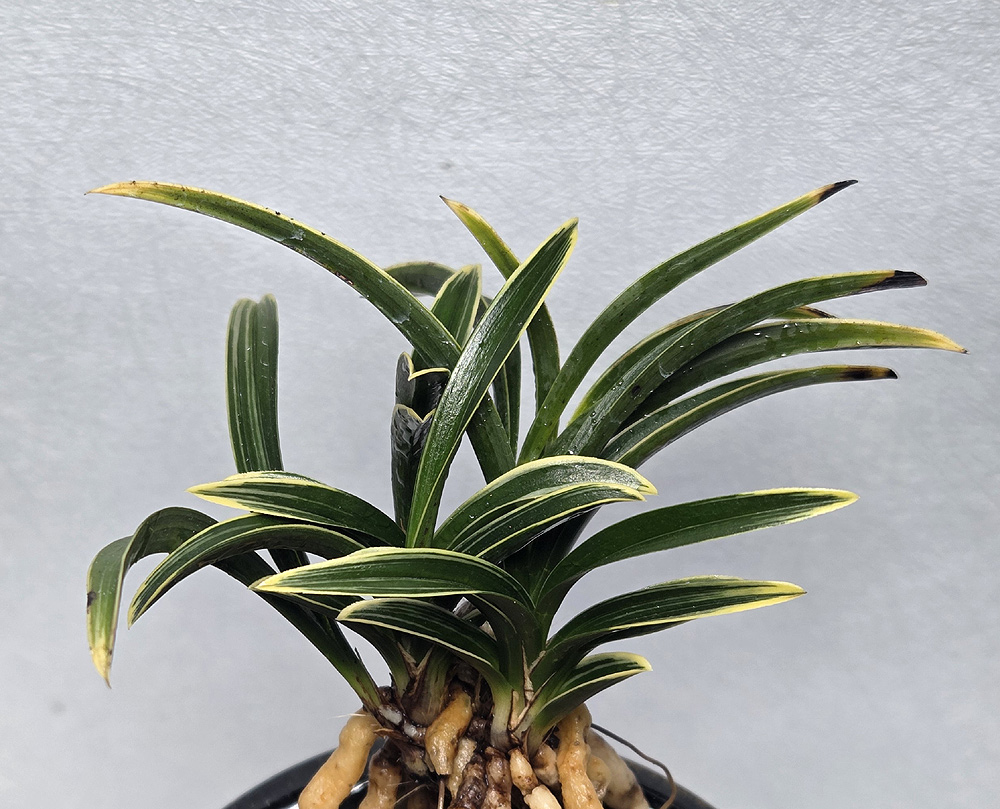 단엽복륜 신라 전시 준?