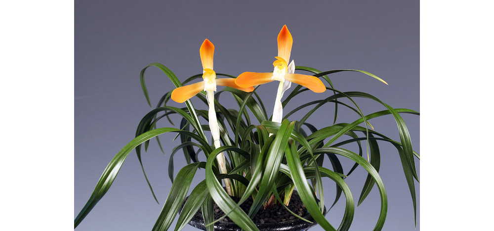 명품 주금소심 태홍소