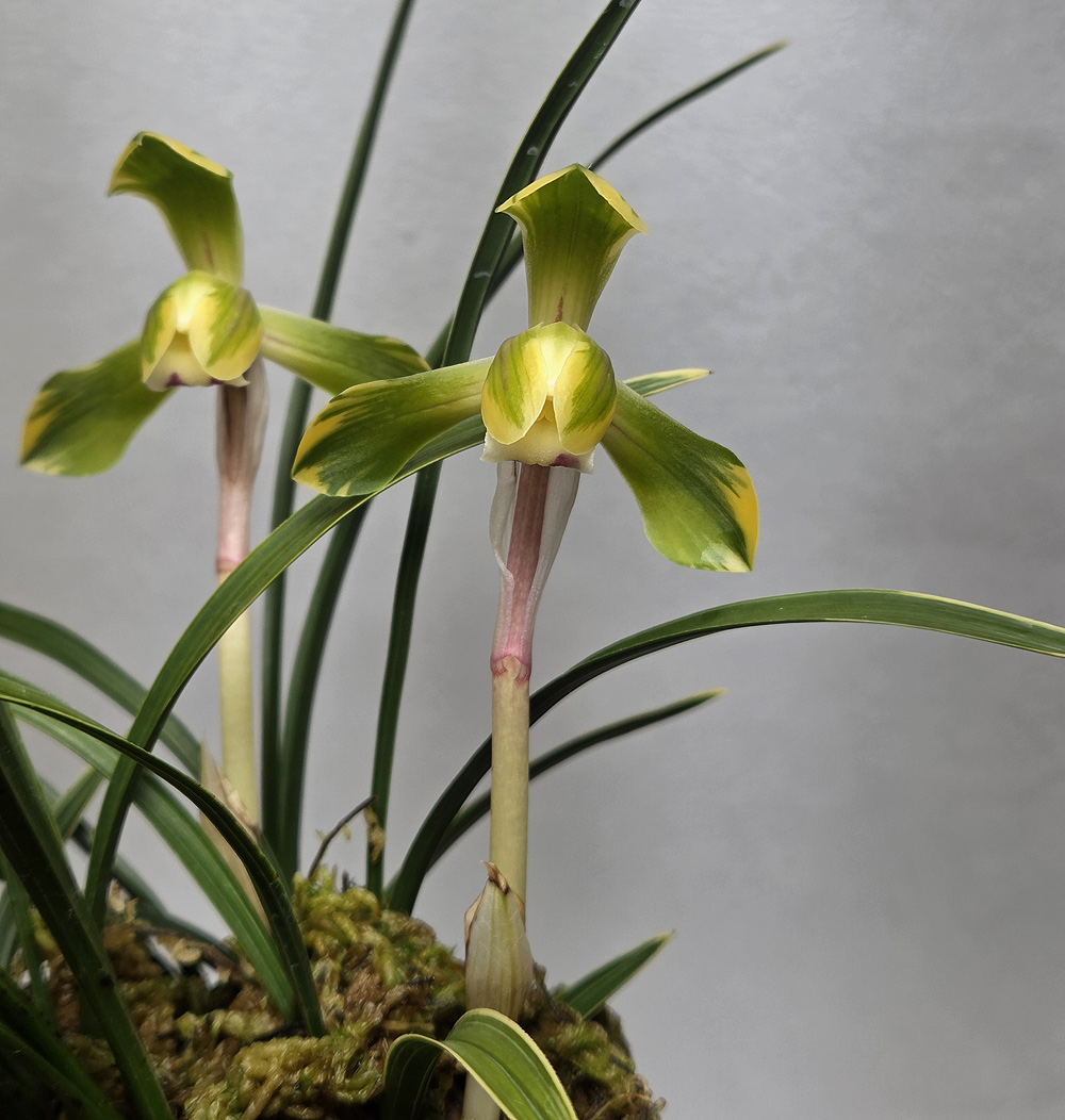 명품 복륜화 문인선