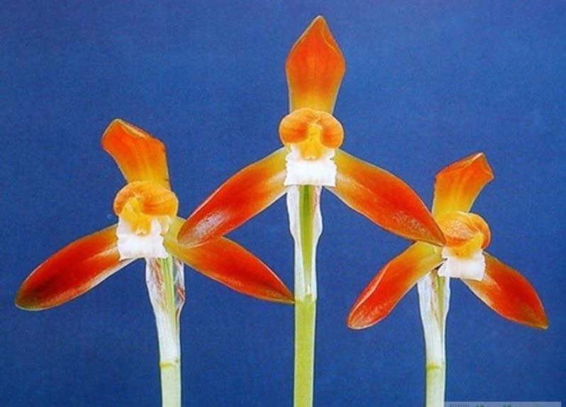 홍화소심 새벽 분주 2?