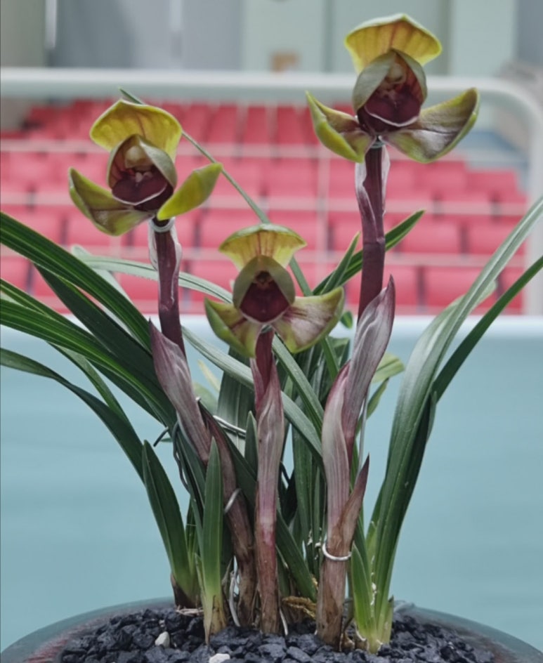 수채색설두화 원홍설