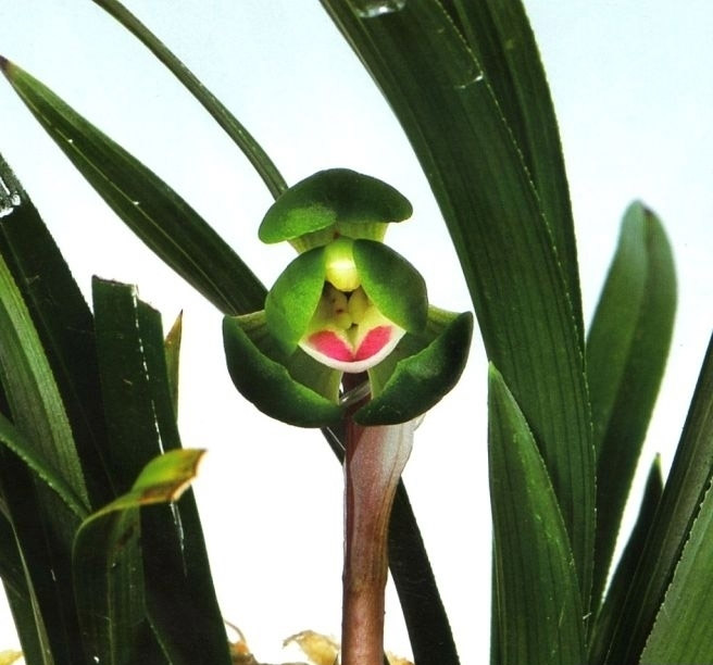 명명품 두화 줄포환