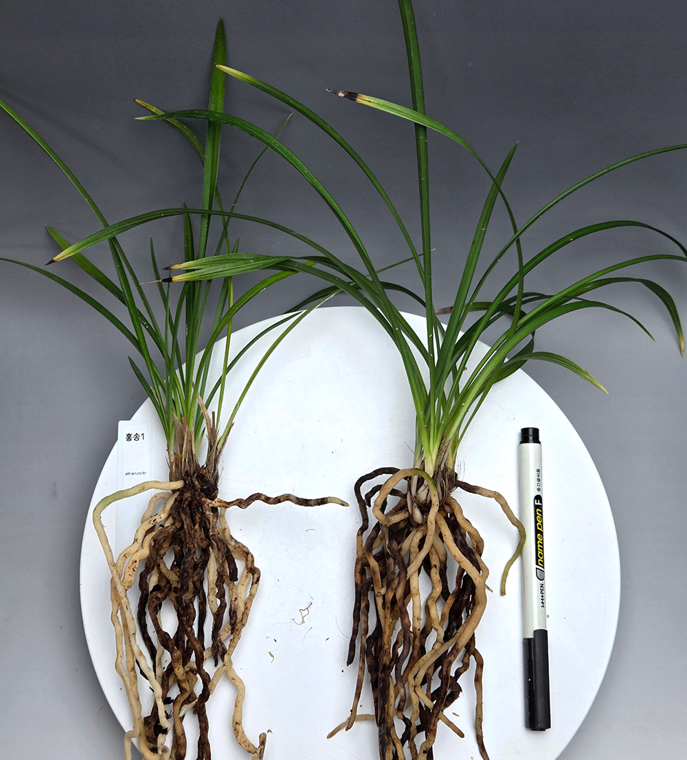 홍화소심 홍송 + 산반 ?