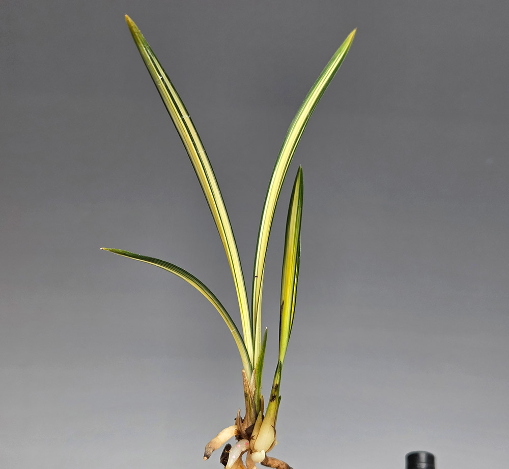 작은 송정 종자목