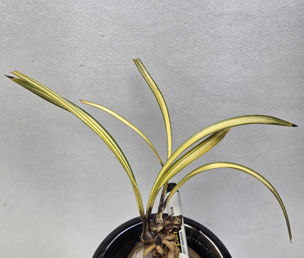 송정 종자 뒷촉입니다.