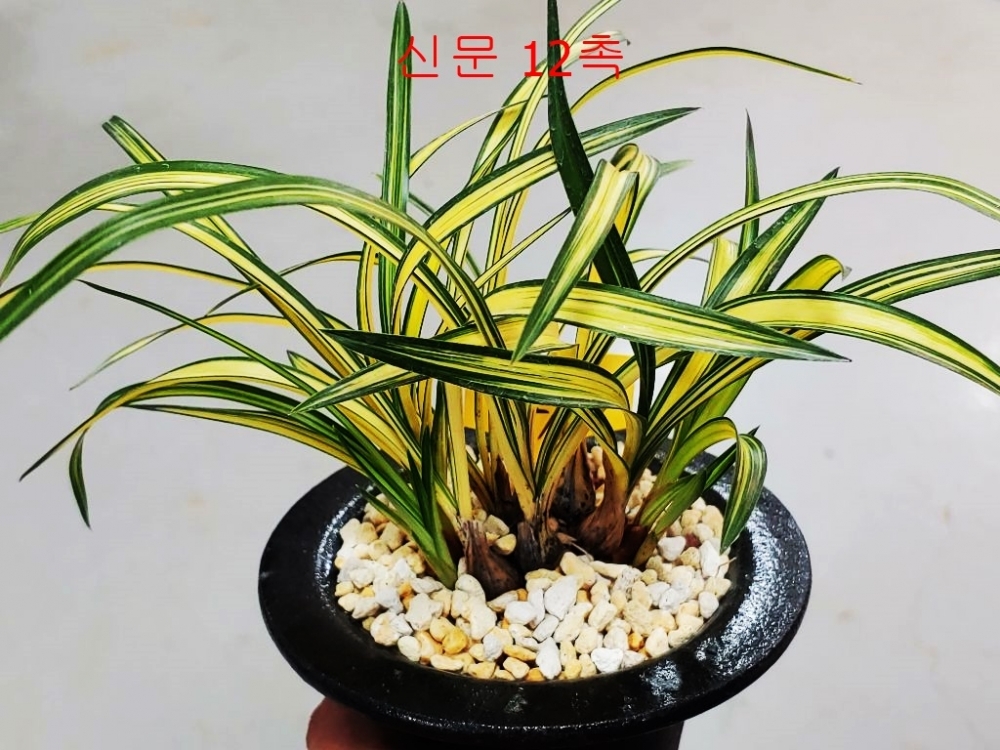 전시작