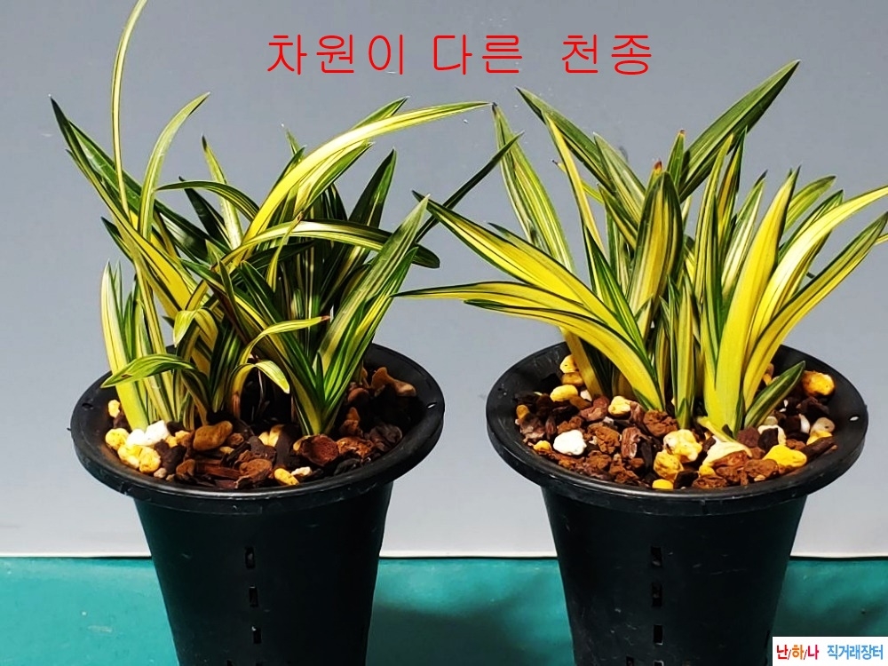 단엽중투