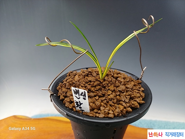 배불뚝이 입변황중투