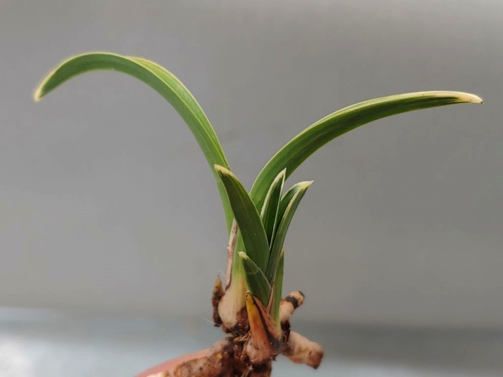 신라