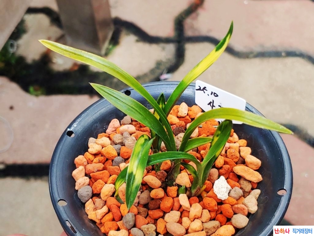 특 사계