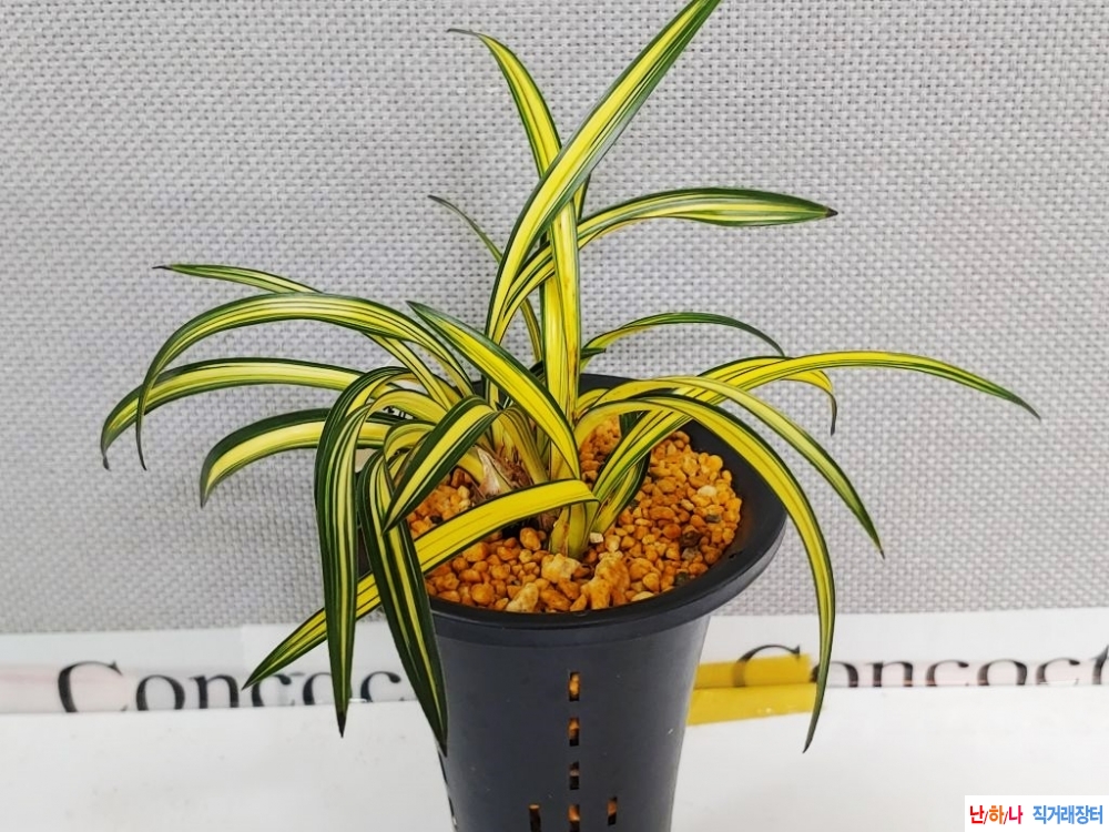 인기송정