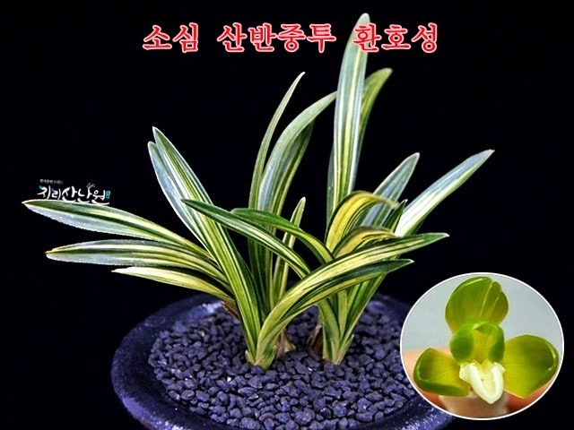 산반소심 환호성