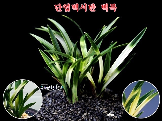 단엽서반 백록