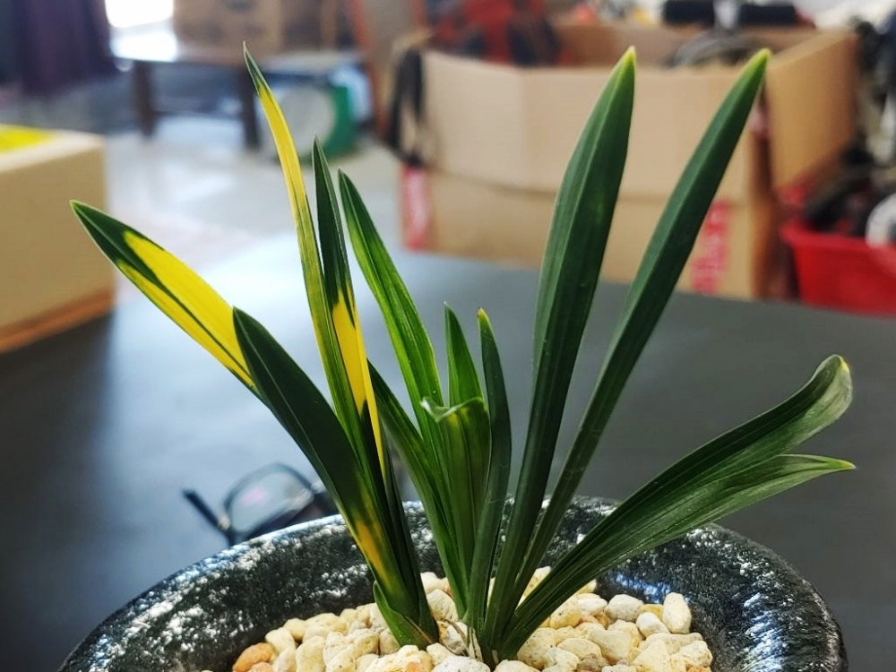 사계3촉