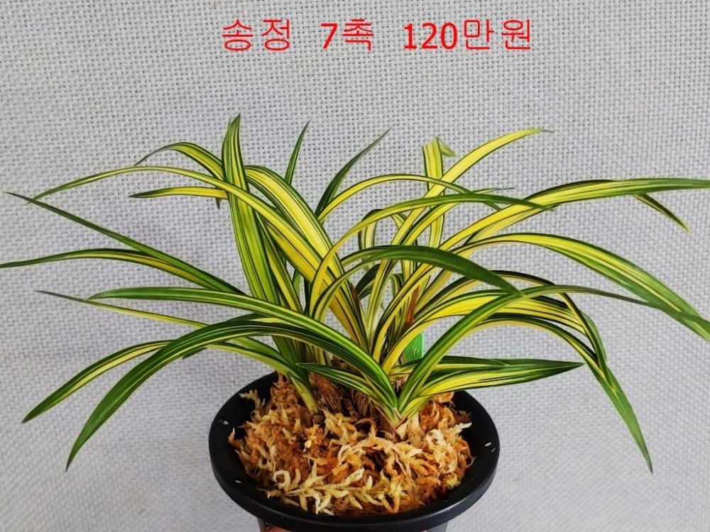 특가 송정