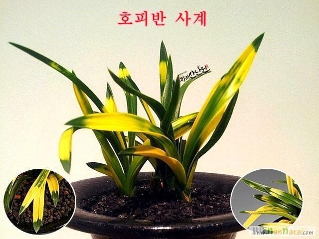 자연발색 사계