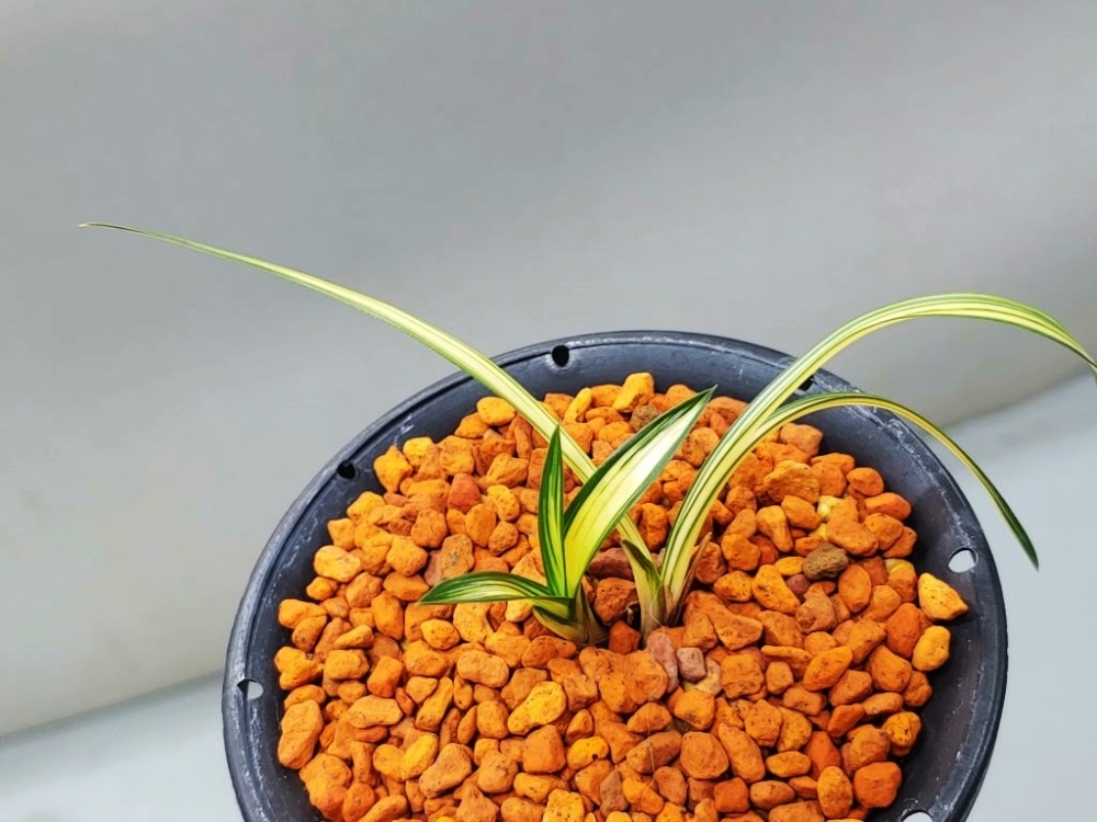 사천왕 종자