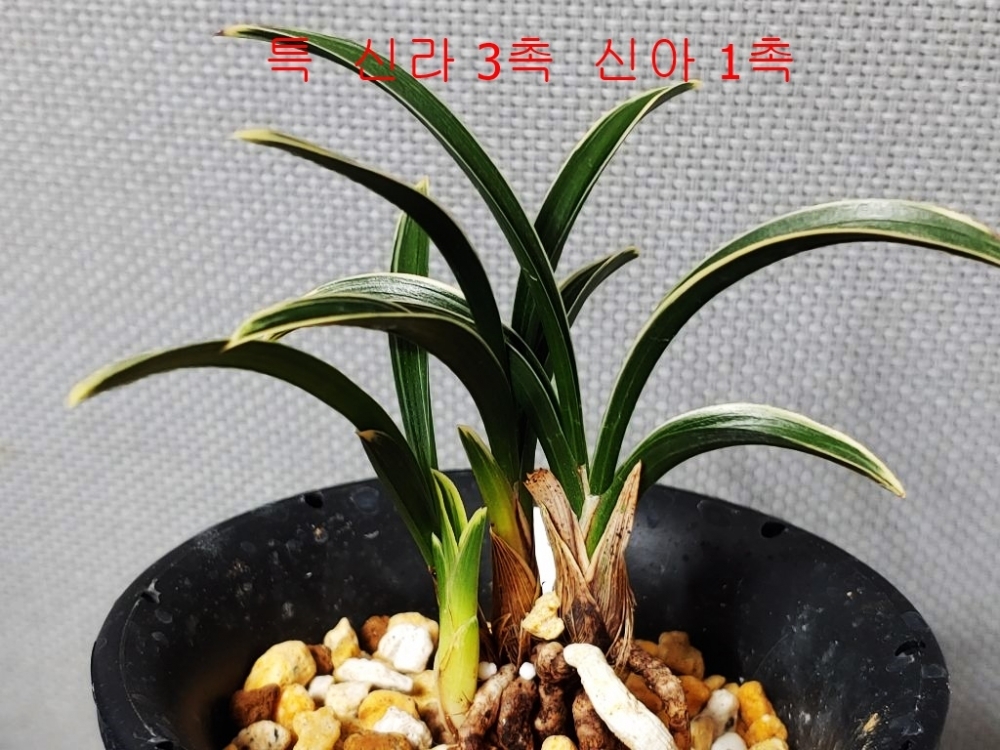 신라