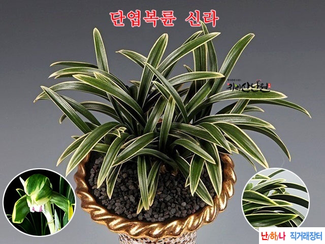 준  전시작  신라