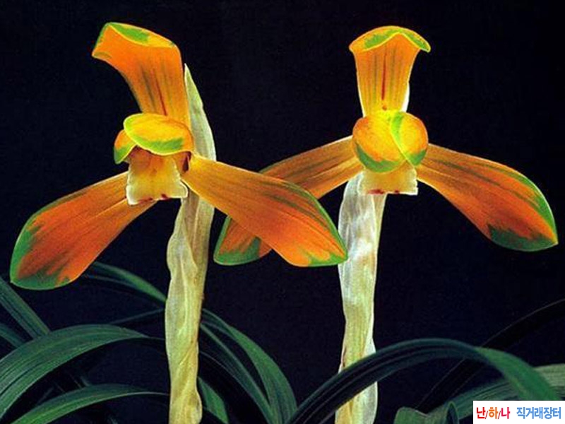 전시작 잘길러진 태극?