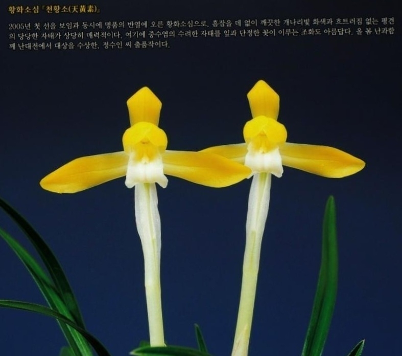 예쁜황화소심