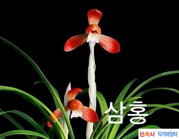 홍화삼홍