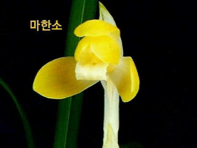 명품 황화소심