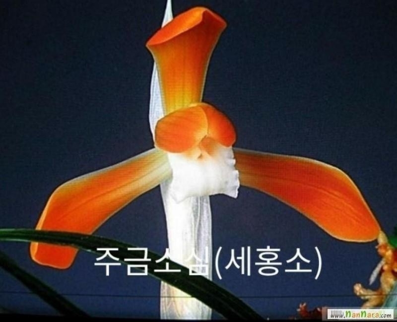 주금소심세홍소