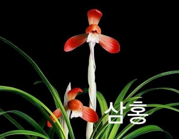 명품홍화삼홍
