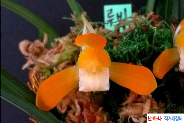 루비