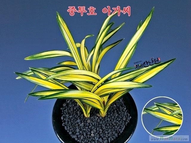아가씨