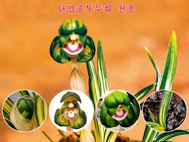 천종