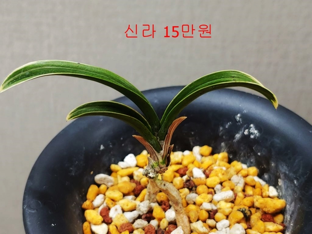 단엽복륜