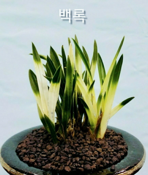 백록