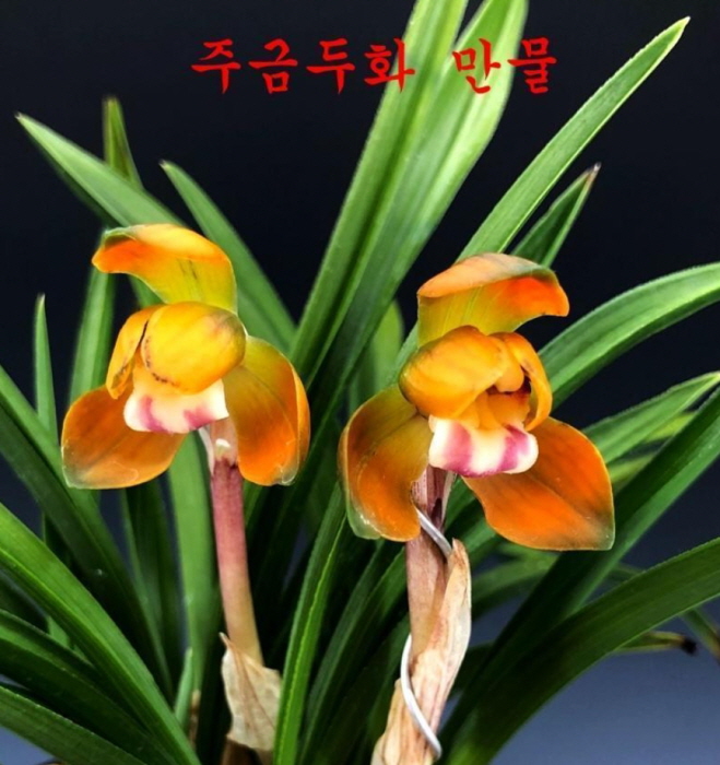 만물-꽃눈1개
