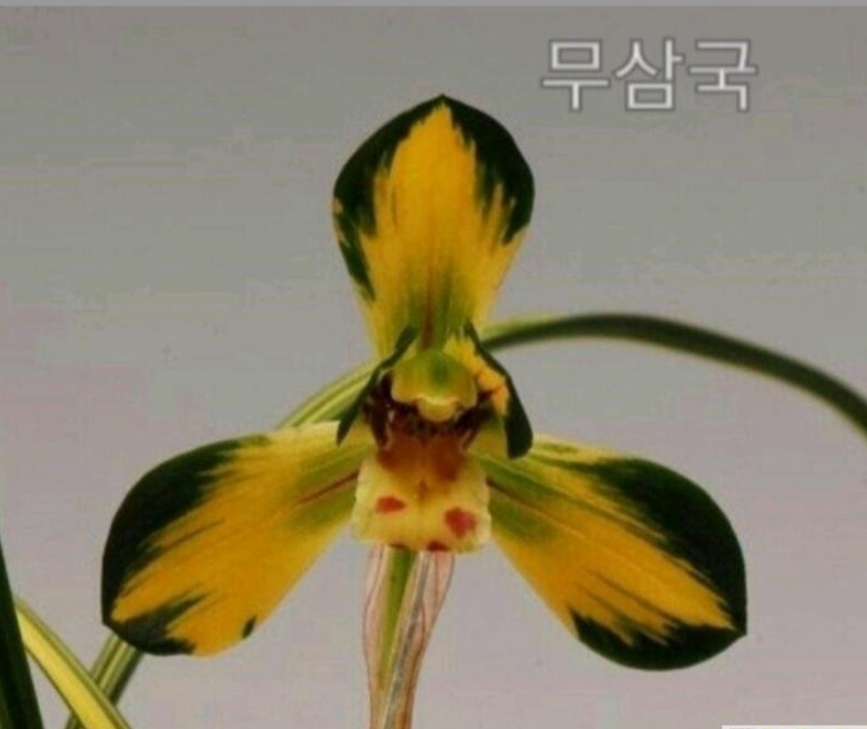 무삼국-최고의명품
