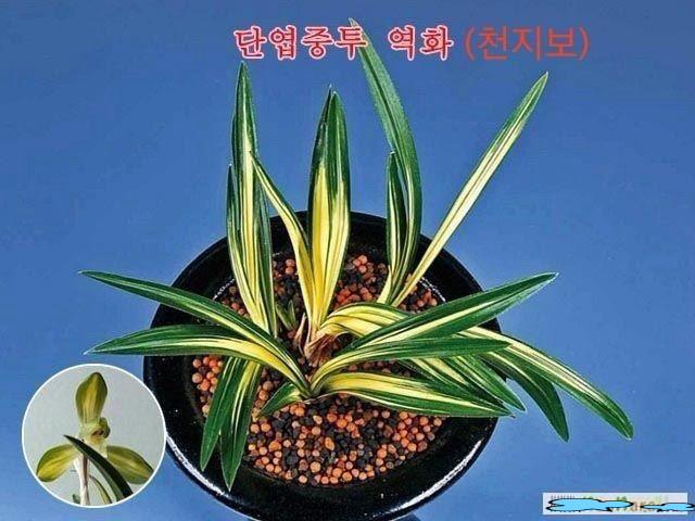 천지보 (구역화 )