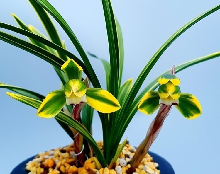 남산관  종자목