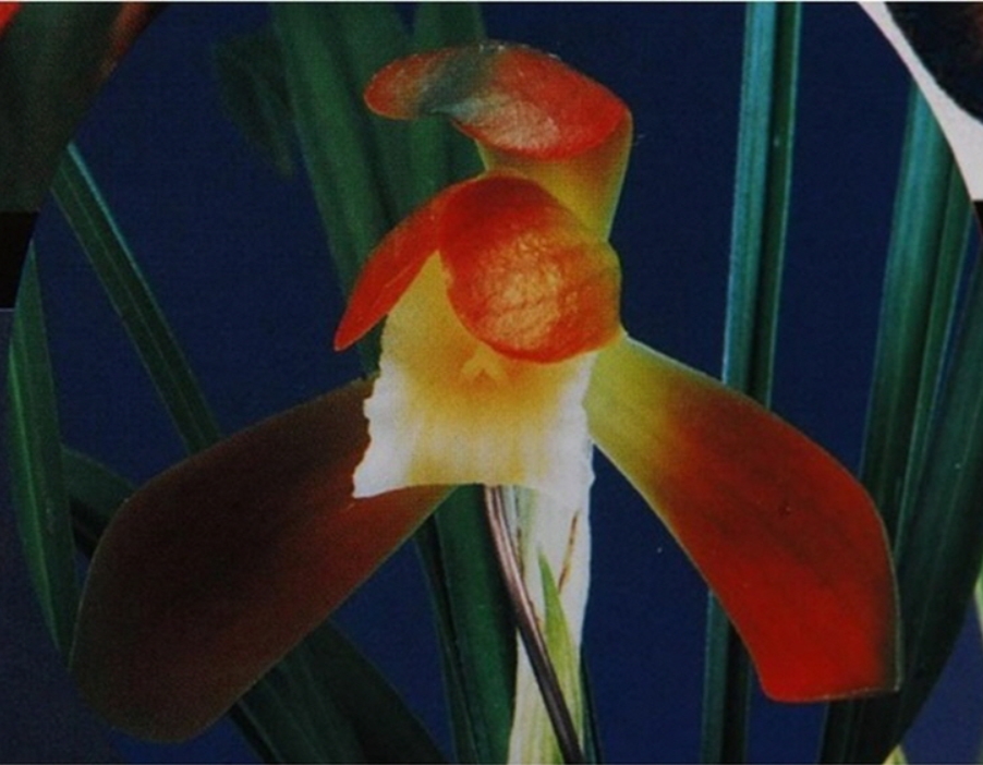 홍노을  정품-꽃 5경