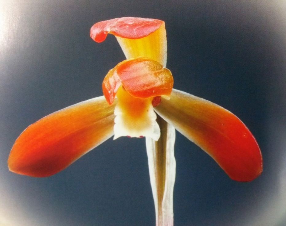 수사 꽃 1경