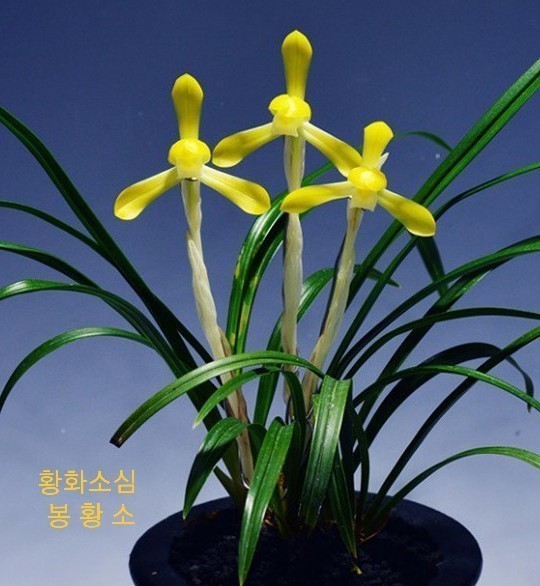 봉황소-꽃3경
