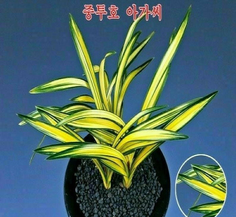 아가씨-전진 촉
