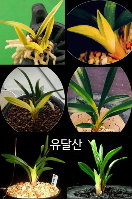 유달산