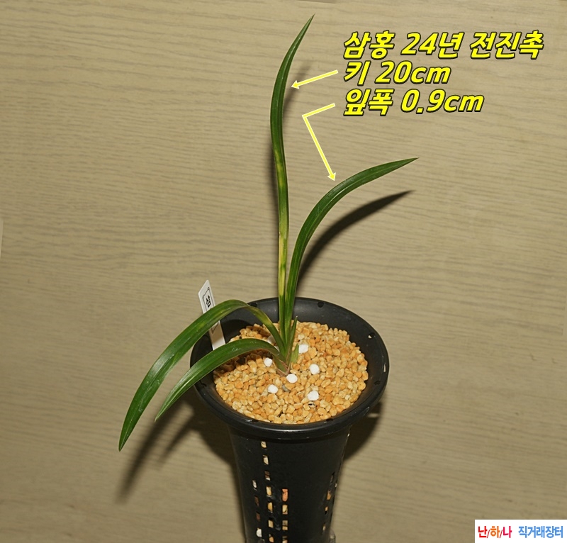 건강한 전진촉 상작 삼?